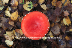 Red and white Fly Agaric fungi, Sherwood Forest