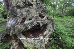 English Oak Tree with a face on it Sherwood Forest