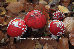 Red and white Fly Agaric fungi, Sherwood Forest