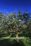 Cider Apple Orchard trees, Somerset Levels