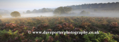 Misty sunrise; Broomy Plain, New Forest