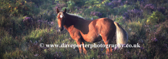 New Forest Pony, Bolderwood heath