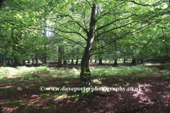 Woodland trees, White Moor, New Forest