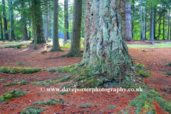 Pine Woodland, Broomy Plain, New Forest