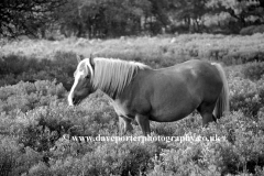 New Forest Pony at White Moor