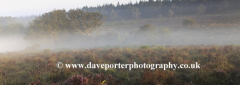 Misty morning sunrise; Bratley Plain, New Forest