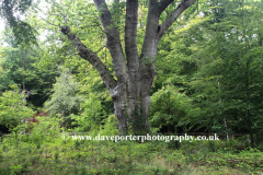 The Knightwood Oak, the largest tree in the New Forest