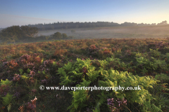 Misty morning sunrise; Ibsley Common, New Forest