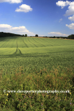 Summer landscape fields near Winchcombe town