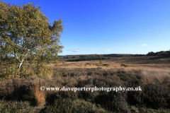 Autumn trees, Cannock Chase Country Park