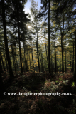 Autumn trees, Cannock Chase Country Park