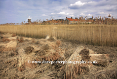 Norfolk Reedbeds, Cley next the sea Windmill