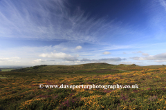 Gorse and Heather, Ripon Tor Rocks, Dartmoor