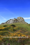 Gorse and Heather, Haytor Rocks, Dartmoor