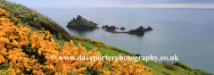 Summer, wildflowers and cliffs, Kellys Cove, Start Bay