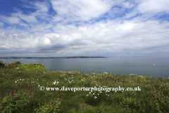 Flowers and cliffs, Berry Head, Nature Reserve, Torbay