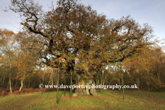 Autumn colours, the Major Oak, Sherwood Forest