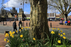 Spring Daffodils, Ely City Centre