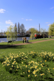 Daffodils, River Nene Embankment Gardens, Peterborough City, Cambridgeshire, England, UK