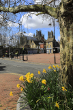 Spring Daffodils, Ely City Centre
