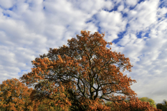 English Oak tree in autumnal colours, Fenland filed near March town, Cambridgeshire, England