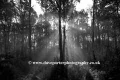 Autunm Woodland, Sherwood Forest