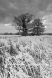 Hoare frost scene, Fenland fields, March town