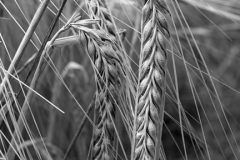 Summer ripening Wheat fields, Norfolk