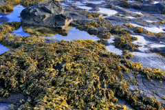 The ruins of Dunstanburgh Castle