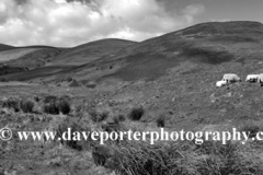 Blackseat Hill, Scald Hill, The Cheviot Hills