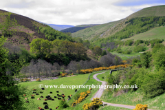 View to the Happy Valley, The Cheviot Hills