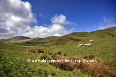 View to the Happy Valley, The Cheviot Hills