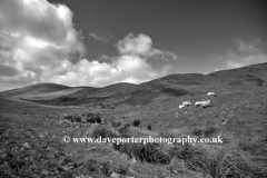Blackseat Hill, Scald Hill, The Cheviot Hills