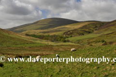 view to The Cheviot Hill