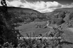 View to the Happy Valley, The Cheviot Hills
