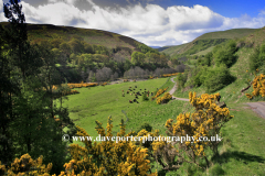 View to the Happy Valley, The Cheviot Hills
