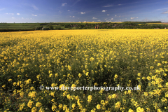 Summer Oil seed rape fields, Barrowden village