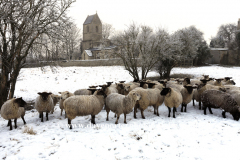 Flock of Sheep, All Saints church, Tinwell village