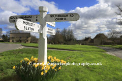 Daffodils, the village green, Barrowden village
