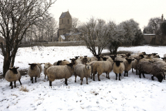 Flock of Sheep, All Saints church, Tinwell village