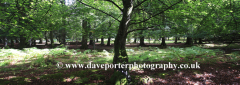Woodland trees and Ferns, White Moor, New Forest