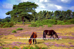 New Forest Ponies White Moor