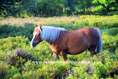 Pony grazing in the New Forest