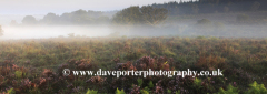 Misty morning sunrise; Broomy Plain, New Forest