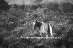 New Forest Pony at White Moor