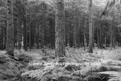 Woodland trees and Ferns, White Moor, New Forest
