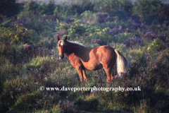 New Forest Pony, Bolderwood heath
