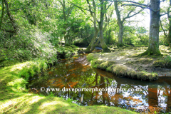 Ober water, Ober Heath, New Forest