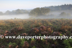 Misty sunrise; Broomy Plain, New Forest