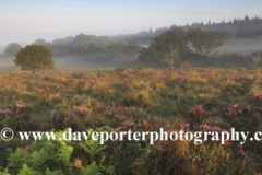 Misty sunrise; Broomy Plain, New Forest